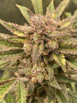Gorilla Punch Auto - картинка 4