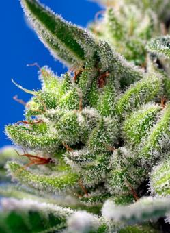 Sweet Gelato Auto - картинка 6