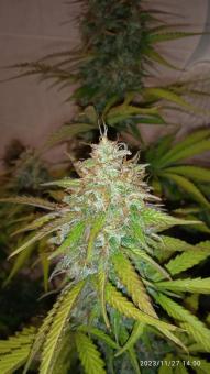 Gorilla Girl XL Auto - картинка 1
