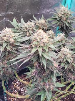 Tropicana Cookies FF - картинка 4