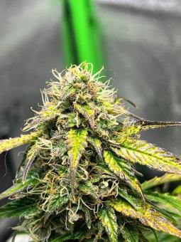 Auto Cinderella Jack - картинка 1
