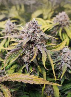 Bruce Banner Auto - картинка 5