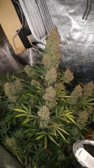 Gorilla Auto (Gorilla Glue Auto) - картинка 6