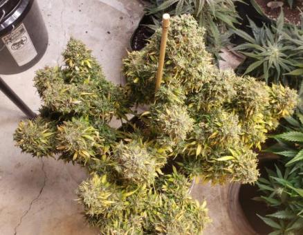 Critical Auto - картинка 4