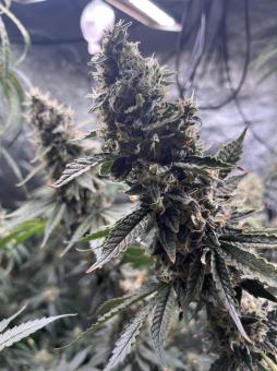 Chem Beyond Diesel® C.B.D. - картинка 2