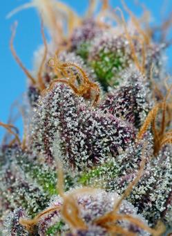 Strawberry Cola Sherbet F1 Fast Version - картинка 1