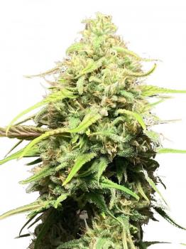 Bruce Banner Auto