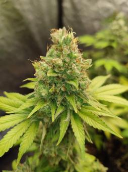 Gorilla Sherbet F1 Fast Version® - картинка 2