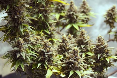 Purple Urkle - картинка 5