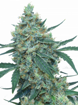 Mimosa Auto