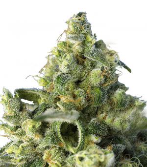 Sweet Amnesia Haze®