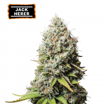 Jack Herer - картинка 1