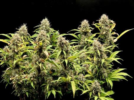 Gorilla Cookies Auto - картинка 2
