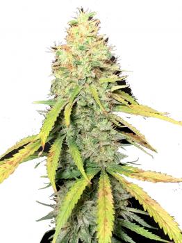 Exodus Cheese
