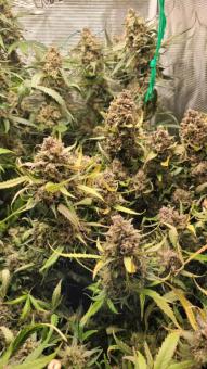 White Widow - картинка 8