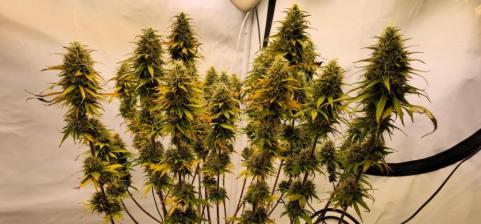 Super Silver Haze - картинка 6