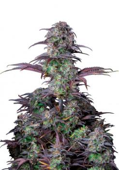 Blueberry Auto fem