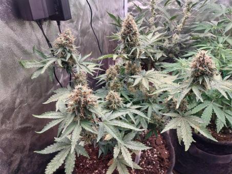 Auto Black Cherry Punch - картинка 1