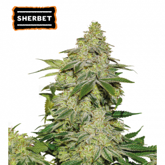 Sherbet Auto - картинка 1
