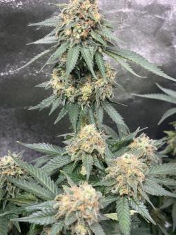 GH Cheese - картинка 5