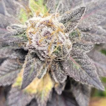 Purple #1 - картинка 5