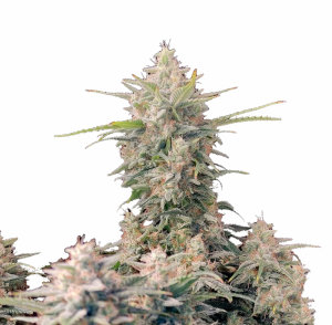 Super Skunk Auto fem