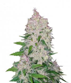 Stardawg Auto fem