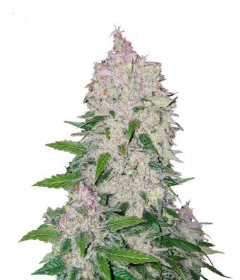 Stardawg Auto fem