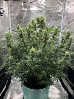 Big Bud Auto - картинка 8