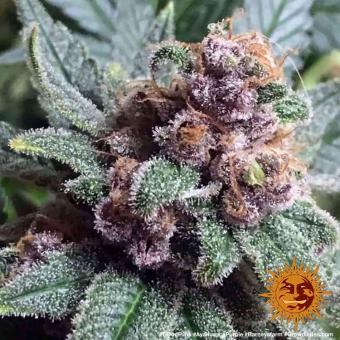 Ayahuasca Purple - картинка 5