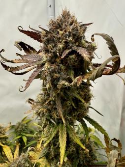 Mimosa Bruce Banner XL Auto - картинка 1