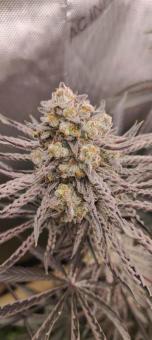 Buddha Gelato - картинка 1