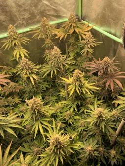 Sherbet Queen Auto - картинка 9