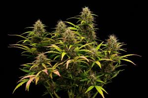Black Rainbow Auto