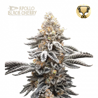 Apollo Black Cherry - картинка 1