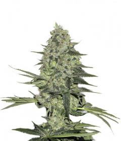 Rhino Ryder Auto