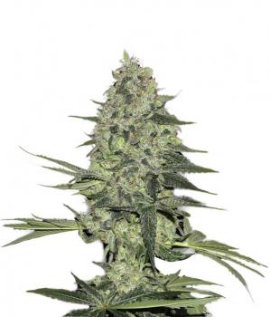 Rhino Ryder Auto