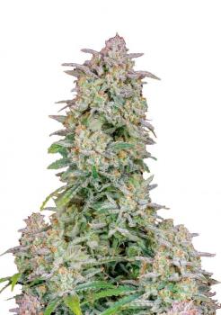 Forbidden Runtz Auto fem
