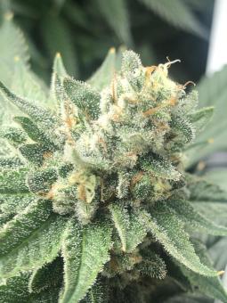Auto White Widow - картинка 3