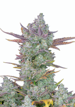 Gorilla Cookies Auto fem