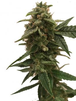 Orange Bud Auto fem