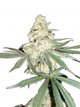 Big Bud Auto fem