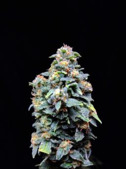 Chronic Ryder BX autofem - картинка 3