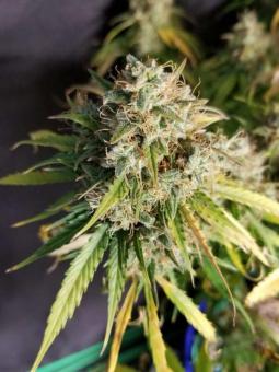 Buddha White Dwarf Auto - картинка 5