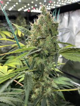 Auto Northern Light Genetics - картинка 2