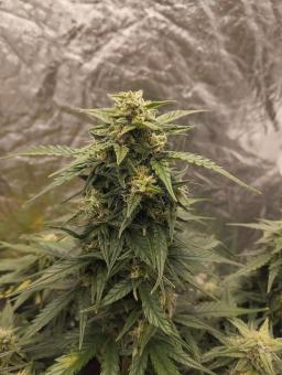 Lemon Cherry Cookies Auto - картинка 5