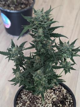 Lemon AK Auto - картинка 2