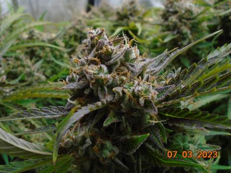 Auto Banana Blaze - картинка 6