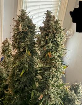 Wedding Glue Auto - картинка 4