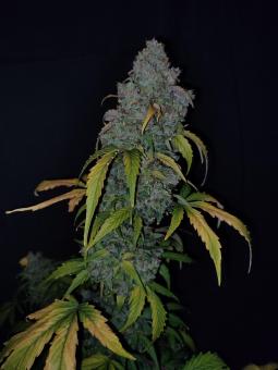CBD Auto 20:1 - картинка 4